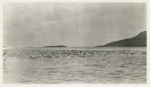 Image of Dovekies on water